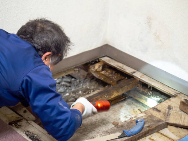 Best Localized Mold Remediation (e.g., coastal areas, humid climates) in Shark River Hills, NJ