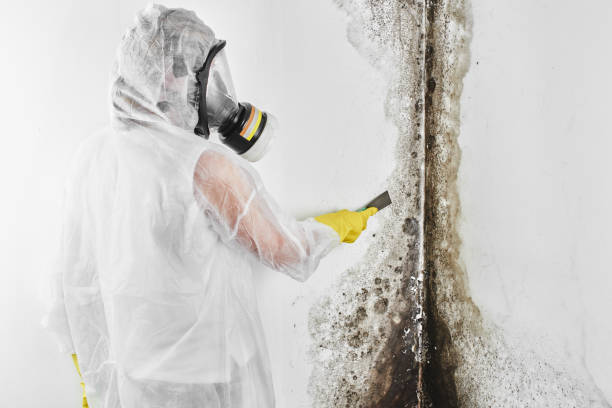 Best White Mold Remediation in Shark River Hills, NJ