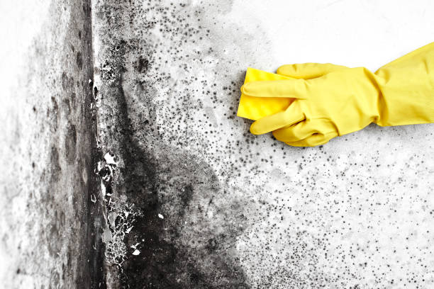 Best Residential Mold Remediation in Shark River Hills, NJ