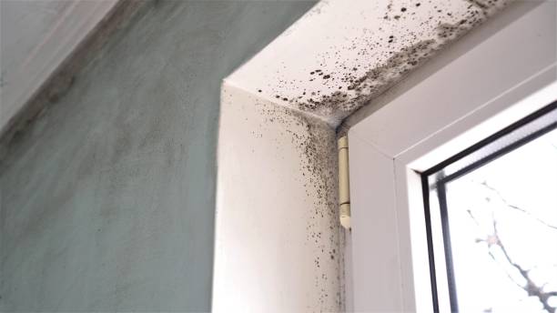 Best Mold Remediation for Specific Building Types in Shark River Hills, NJ