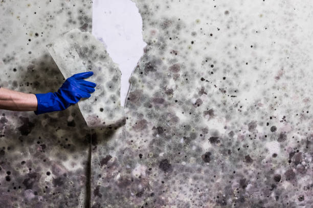 Best Black Mold Remediation in Shark River Hills, NJ